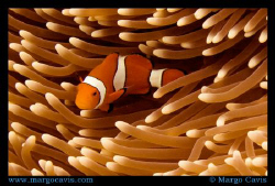 Clown fish - anemonefish - in Australia. Shot with Canon ... by Margo Cavis 